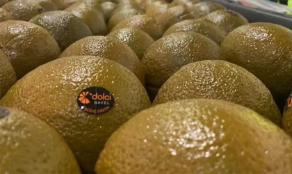 澳洲“巧克力橙”销量连年翻倍 天天果园再获中国大陆独家经销权