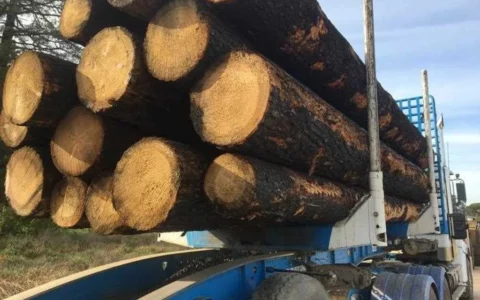 维州扩大木材种植园  将栽种1600万颗新树