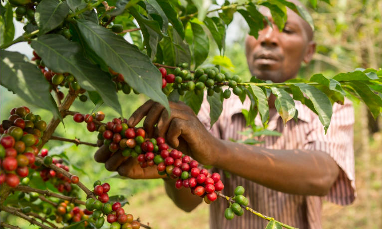 由于干旱，乌干达出口的咖啡量下降14%