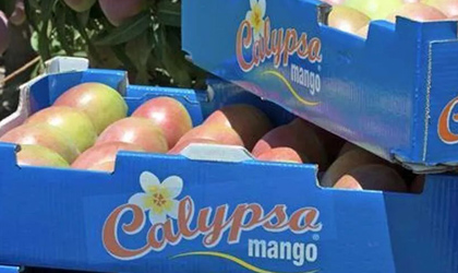 澳洲Calypso芒果季开启 本季加大对华出口