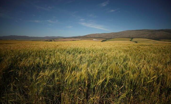 南非今年年小麦收成预测比去年低1.6%
