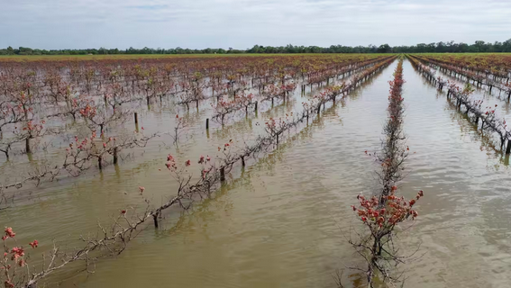 “绝望”！关税、疫情、洪水...澳华裔葡萄种植户连遭重创，损失超0万