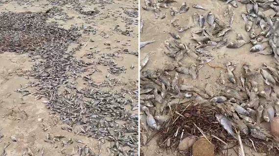 澳海滩惊现数千条死鱼，原因不明！周边区域臭不可闻，当地居民苦不堪言