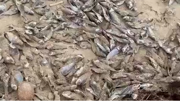 澳海滩惊现数千条死鱼，原因不明！周边区域臭不可闻，当地居民苦不堪言