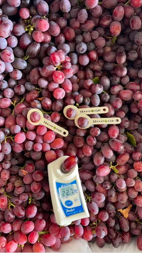 一维州新州接壤城镇梅里河畔Mildura 种植葡萄出口直销中国泰国市场