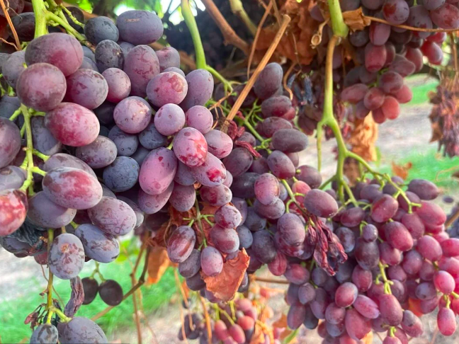 一维州新州接壤城镇梅里河畔Mildura 种植葡萄出口直销中国泰国市场