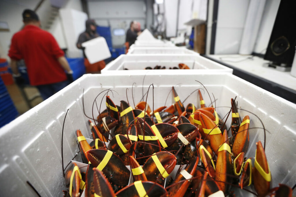 澳洲龙虾为何比波士顿龙虾贵三倍？中国富豪：这才是“真龙天子”