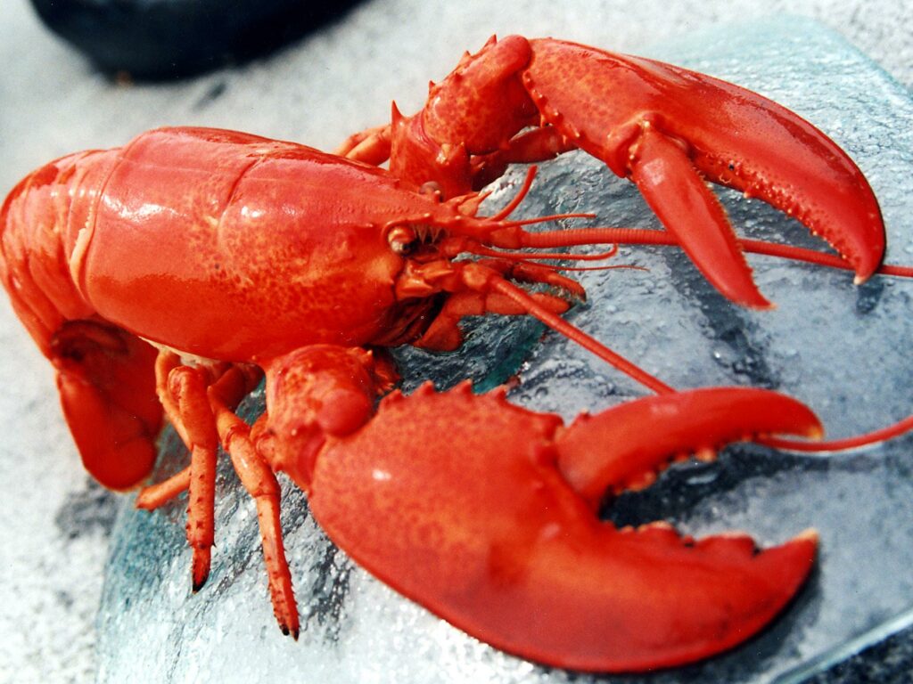 澳洲龙虾为何比波士顿龙虾贵三倍？中国富豪：这才是“真龙天子”