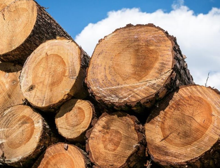 中国恢复进口澳洲木材，出口商喜忧参半！专家：对华出口不可持续