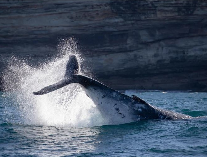 悉尼海滩游客注意！“观鲸季”将近，每天都有100多只一路向北迁徙繁殖...