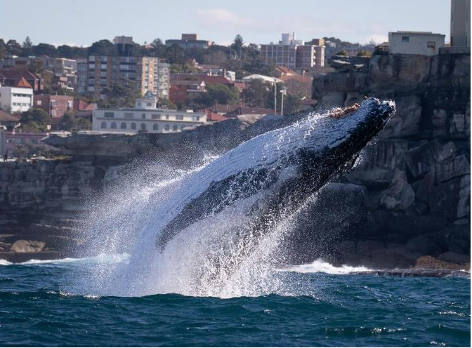 悉尼海滩游客注意！“观鲸季”将近，每天都有100多只一路向北迁徙繁殖...