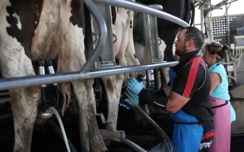 澳牛奶产量降至30年来最低  乳制品价格涨幅超其他食品