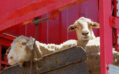 农业团体致信联邦总理  警告禁活羊出口损害贸易