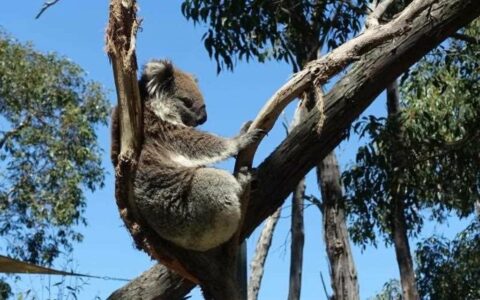 南澳袋鼠岛树熊种群繁盛  政府考虑采取措施控制数量