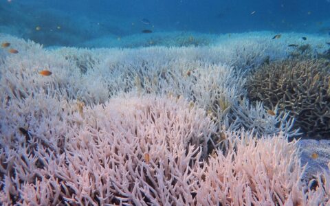 全球海洋珊瑚白化破纪录  澳洲大堡礁成为重灾区