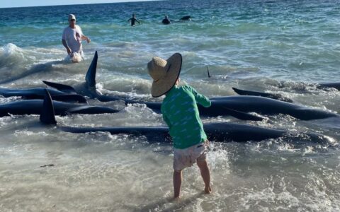 几十头鲸鱼在西澳西南海滩搁浅